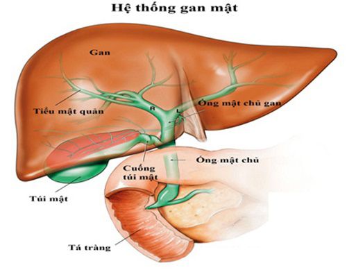 cấu trúc gan