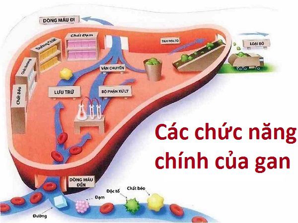 chức năng của gan