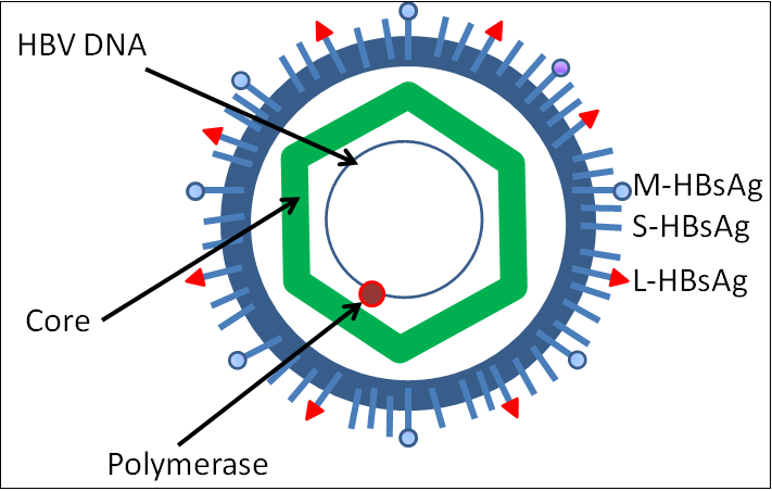 hbv dna